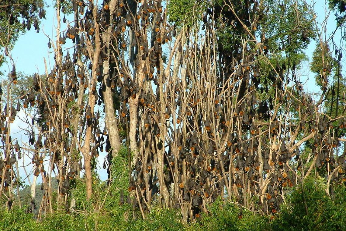 Pteropus poliocephalus colony: image Justin Welbergen