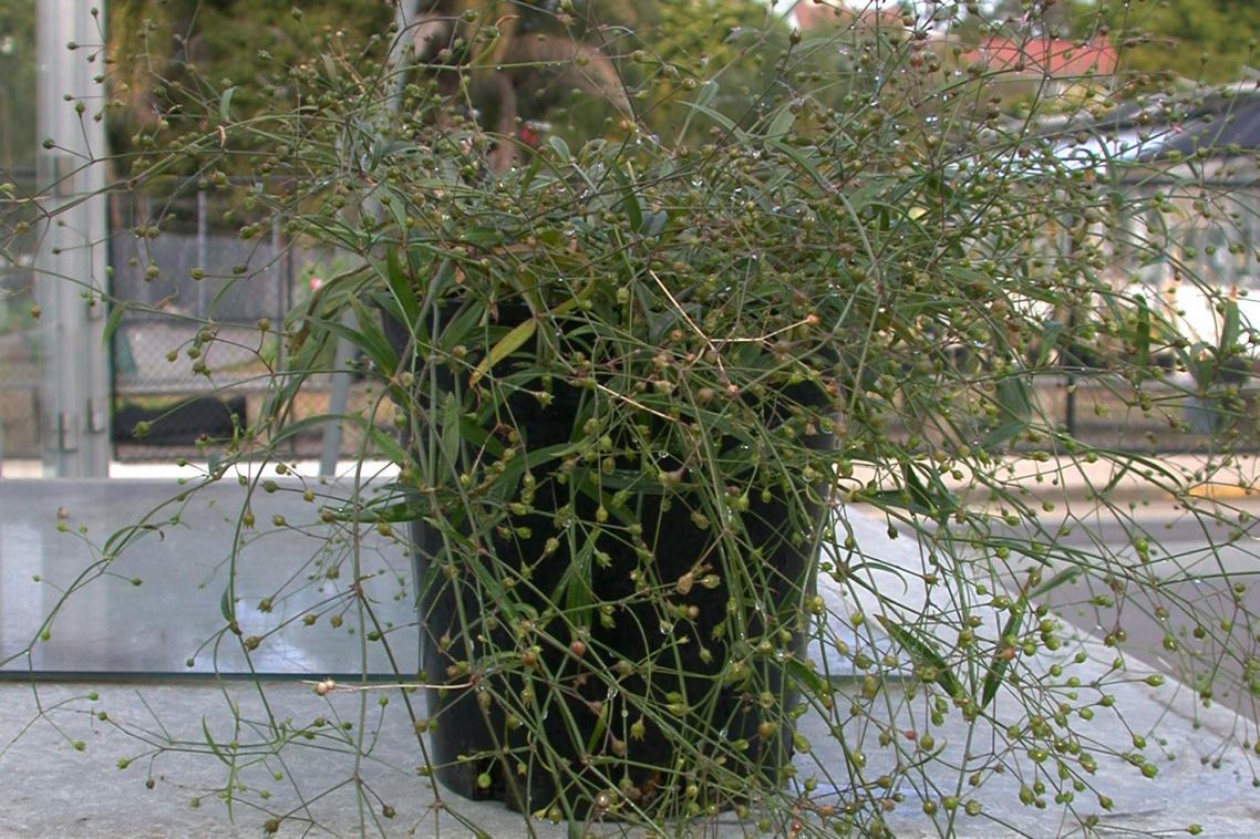 The new drug is derived from Oldenlandia affinis, a traditional medicinal plant. 
