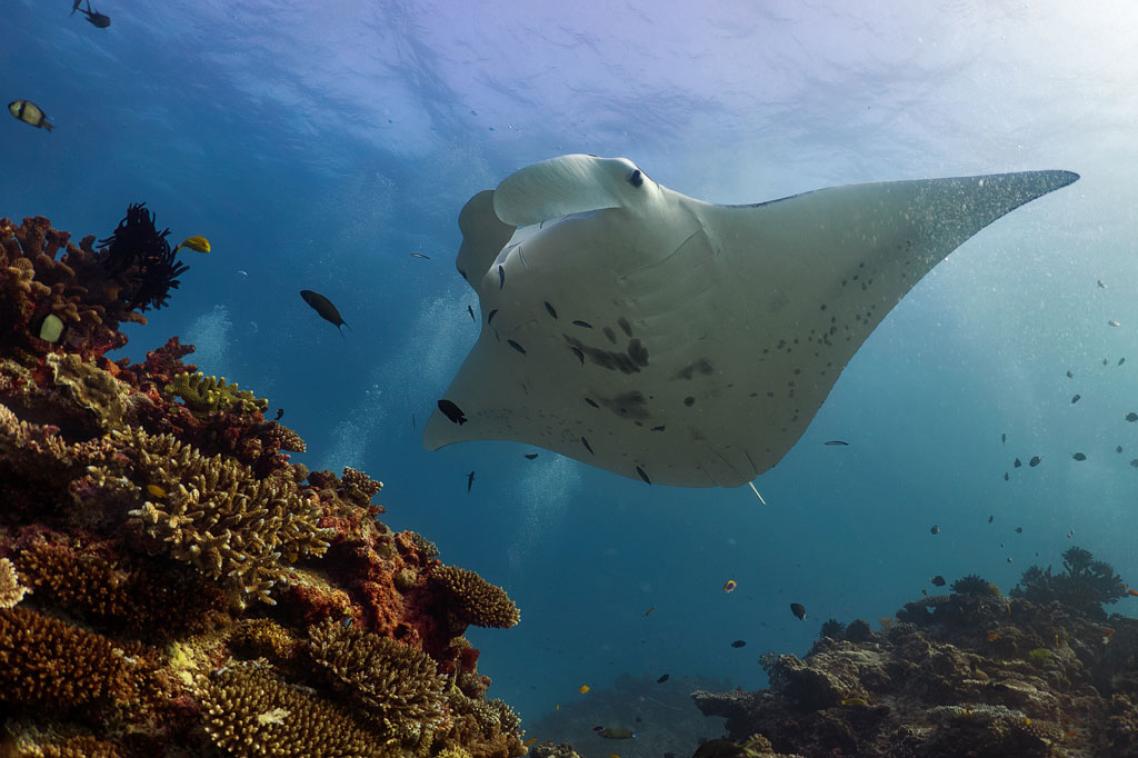 A reef manta ray at Lady Elliot Island. Photo: Amelia Armstrong. 