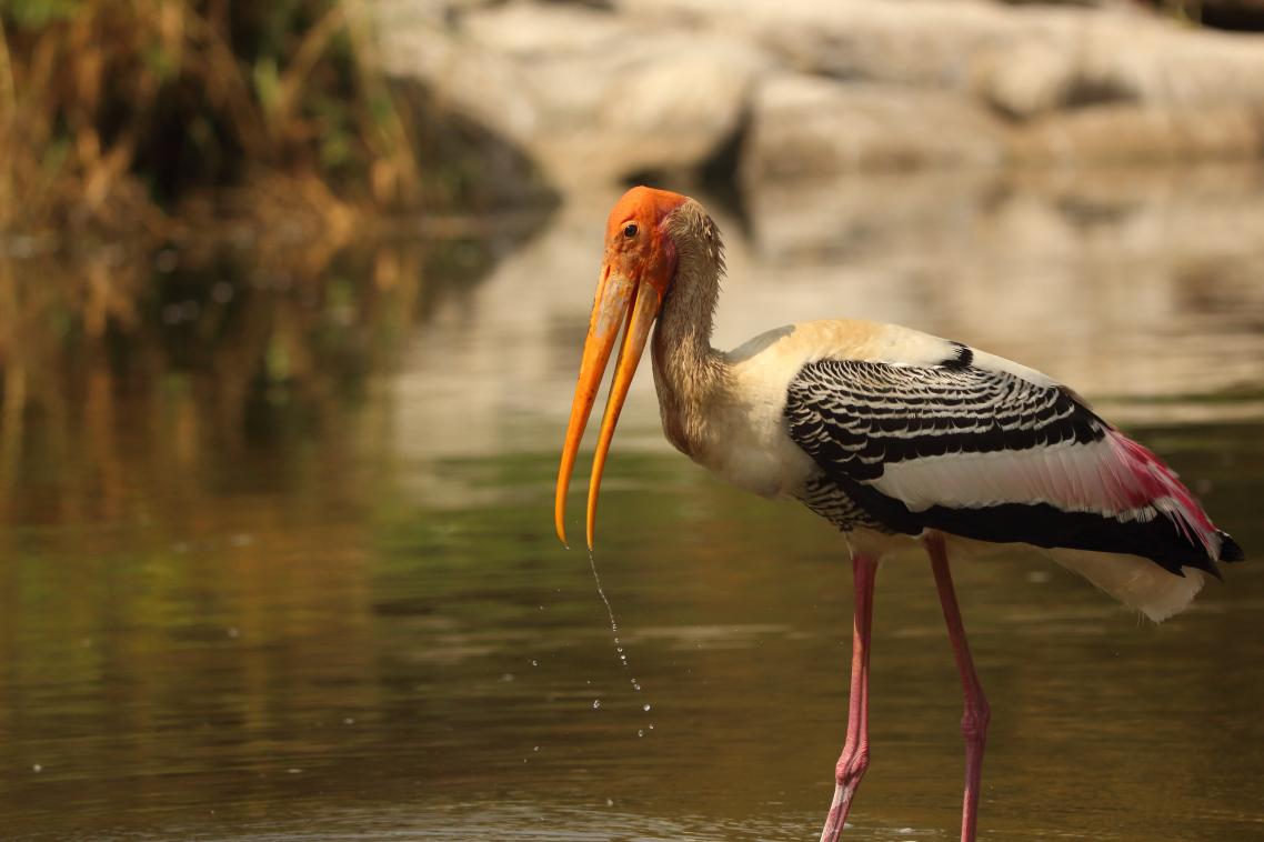 The painted stork (Mycteria leucocephala) is a large wader in the stork family, found in the wetlands of the plains of tropical Asia. Credit: Saketh Upadhya.