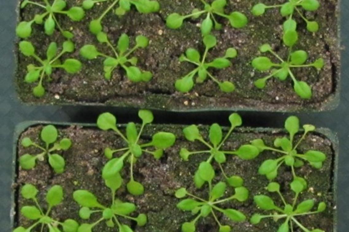 Thale cress, from the Brassica family, which includes cabbages.