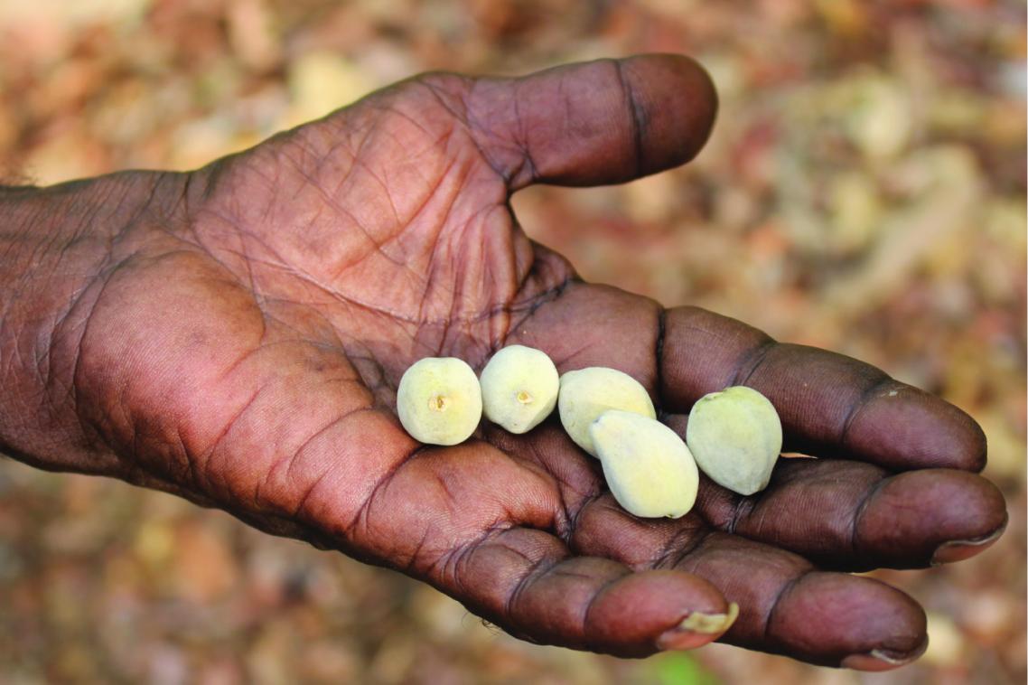 An Aboriginal person extends their hand containing several nuts
