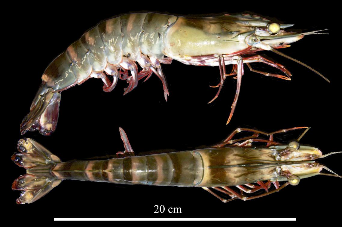PhD student Tianyi Feng (Michael) is using advanced microscopy to create three-dimensional computer models of Australian giant black tiger prawn (Penaeus monodon) sperm.