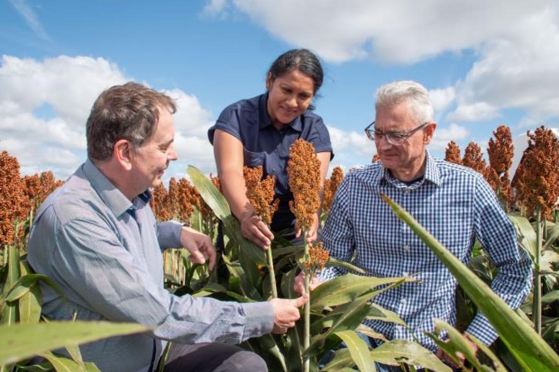 Three people investigating a sorghum stem