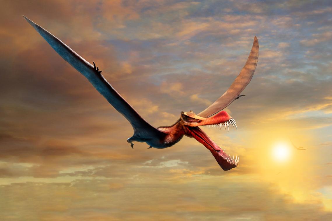 An artistic impression of a flying Pterosaur