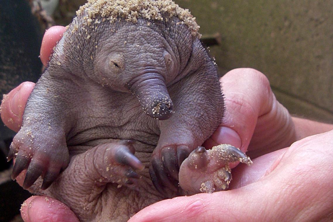 Picture: an echidna puggle at Currumbin Wildlife Sanctuary