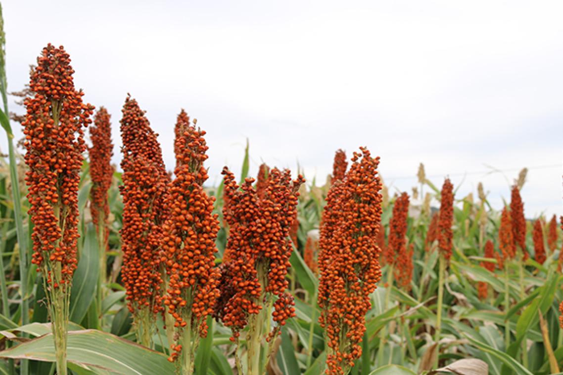 Image of grain crop growing in a field.