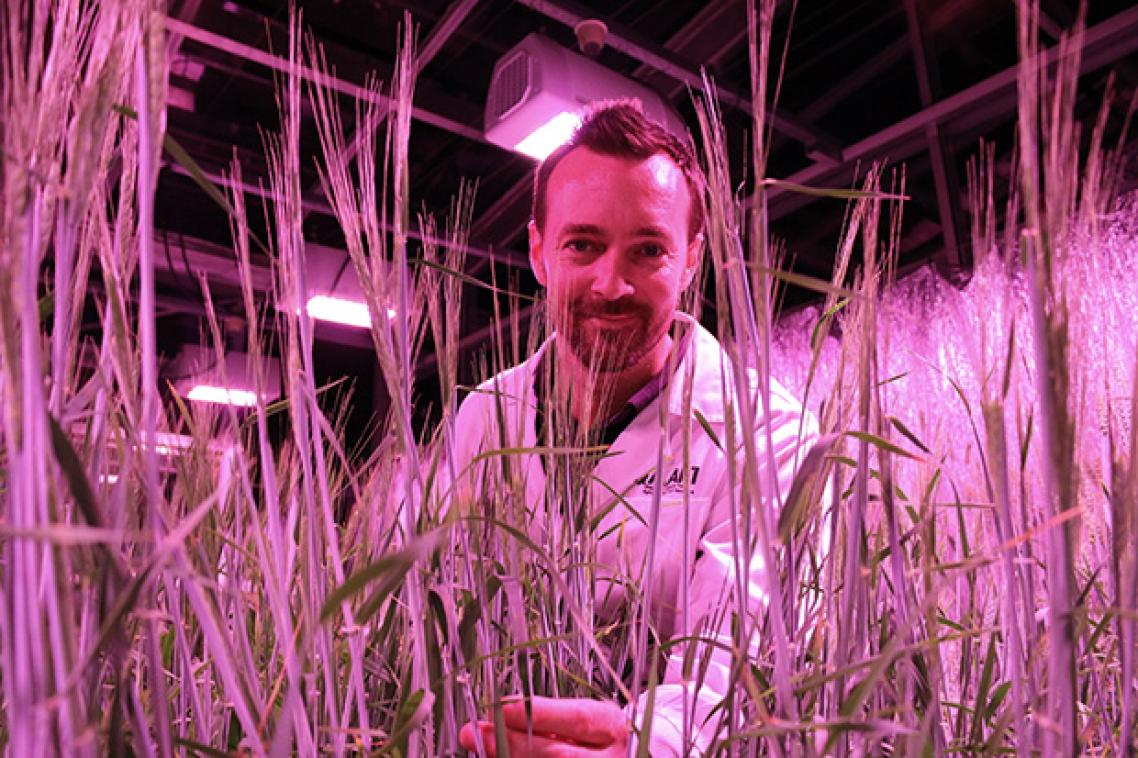 A man looks through tall grassy plant stalks in a room with pink lighting