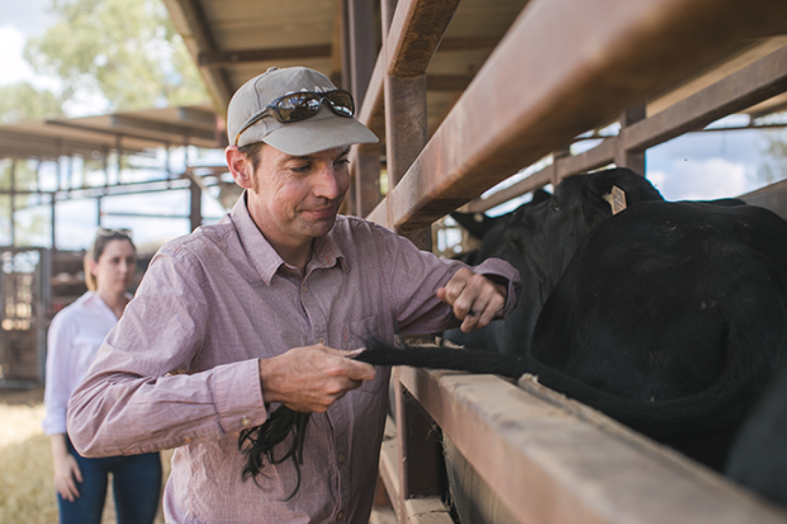 A man pulling hair from the tail of a cow