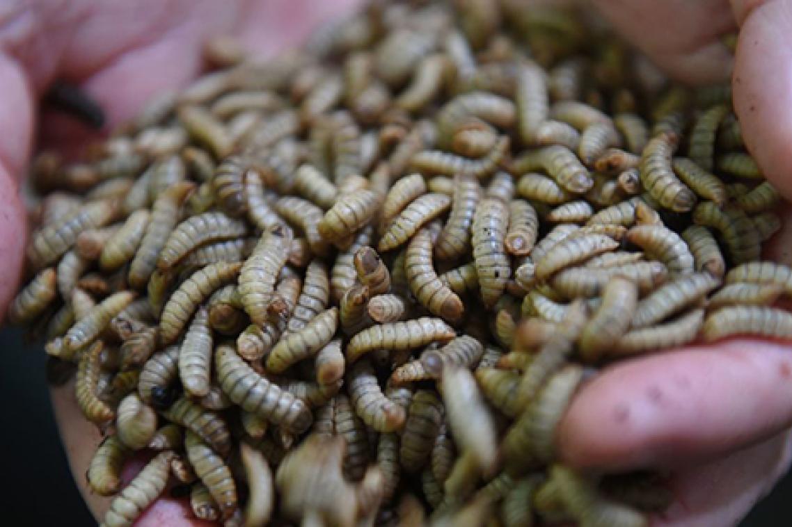 Stock image - black soldier fly larvae