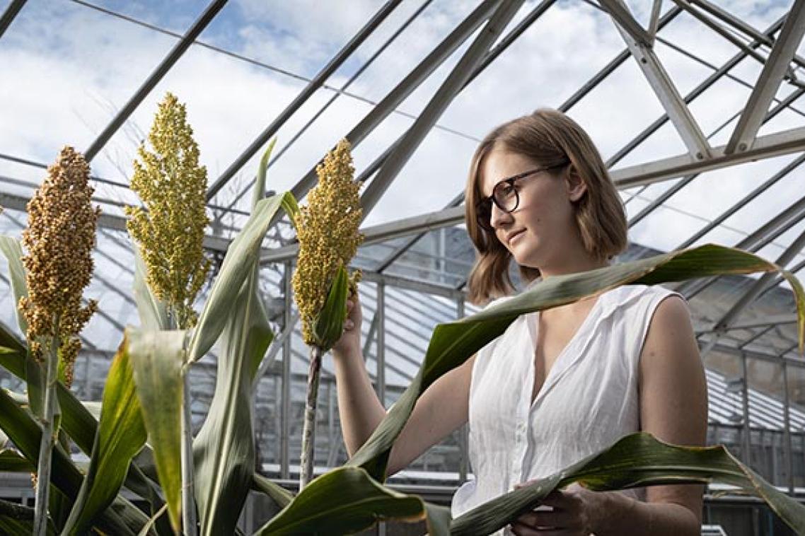 Dr Karen Masset standing in a greenhouse holding a stalk of sorghum