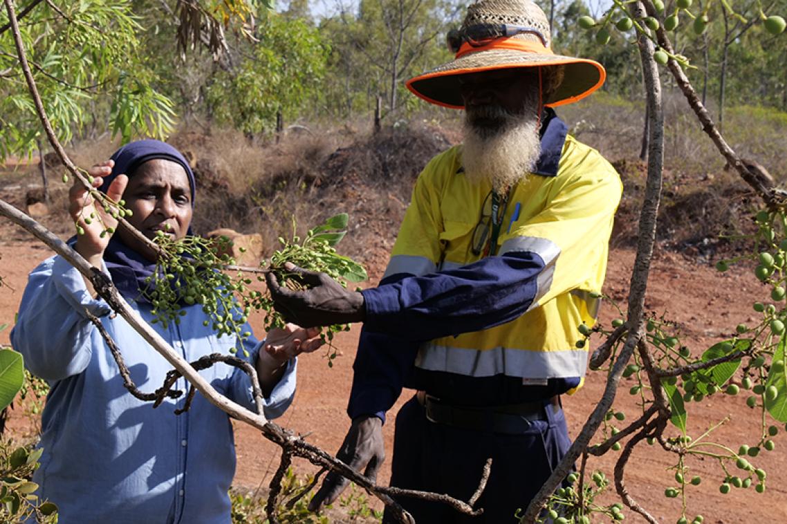 UQ’s Associate Professor Yasmina Sultanbawa and Maylla Wunungmurra, Gulkula Mining Company Pty Ltd investigate a green plum tree in East Arnhem Land. © Margaret Puls, UQ
