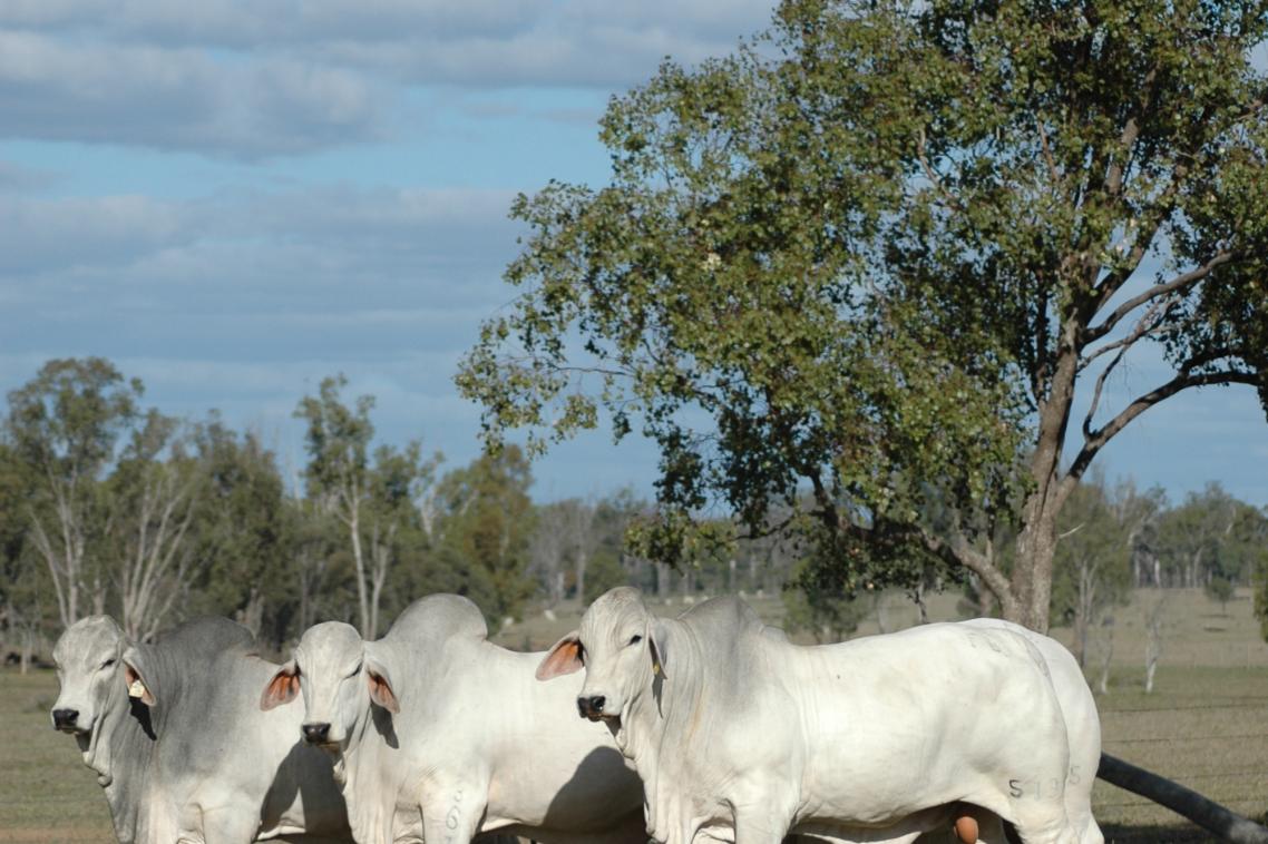 Grey Brahman bulls