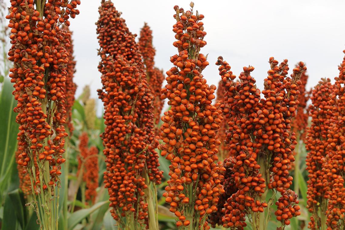 Sorghum in the field