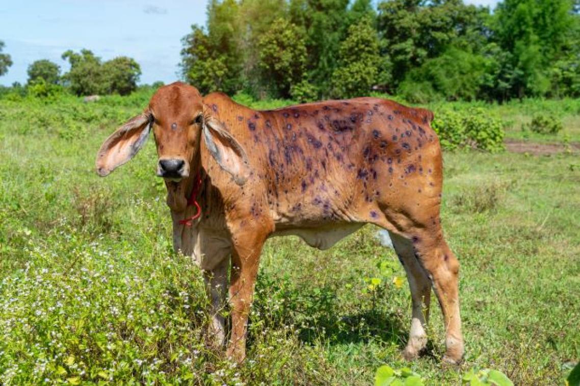 cow with lumpy skin disease symptoms in a green field