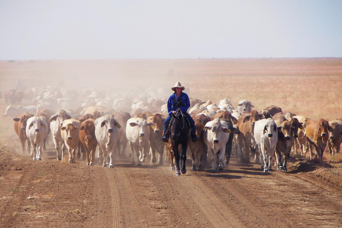 Australia's northern beef cattle industry