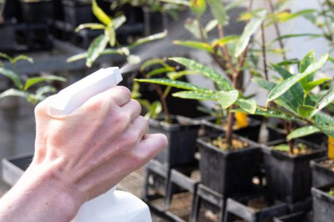 Spray bottle on plants.