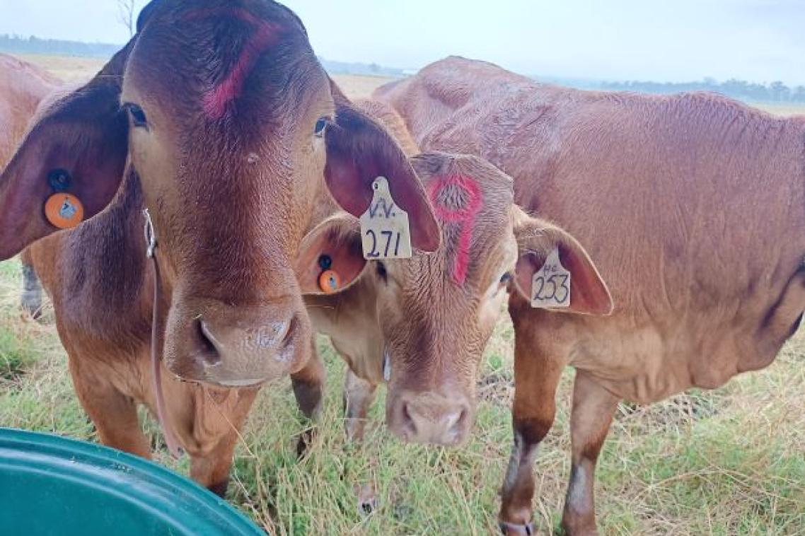 Close up of 3 tagged heifers in a paddock. Image, UQ
