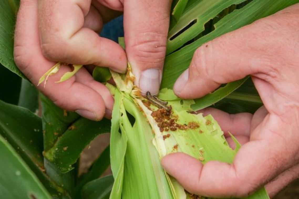 close up image of two hands holding a green leaf on which is a brown caterpillar