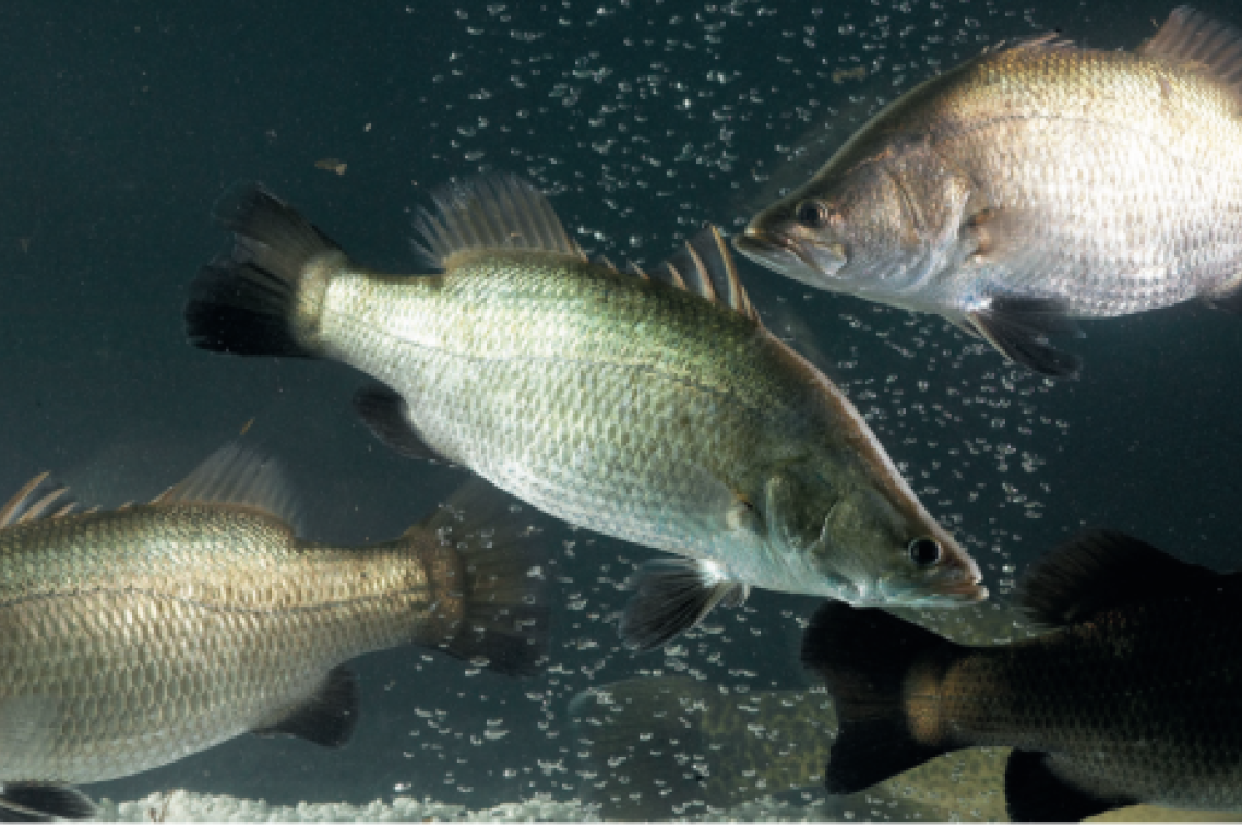 Barramundi swimming in aquaculture tank. Image, MainStream Aquaculture Group.