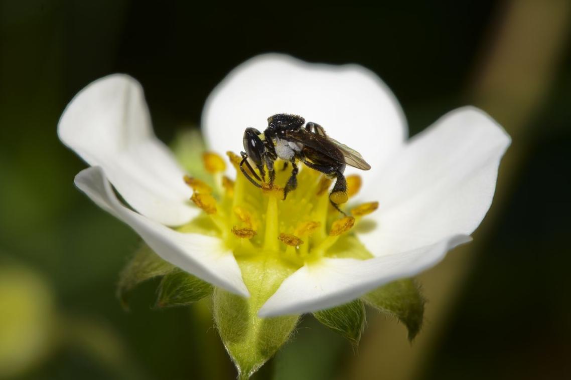 Australian native stingless bee (Tetragonula carbonaria). Credit: Tobias Smith