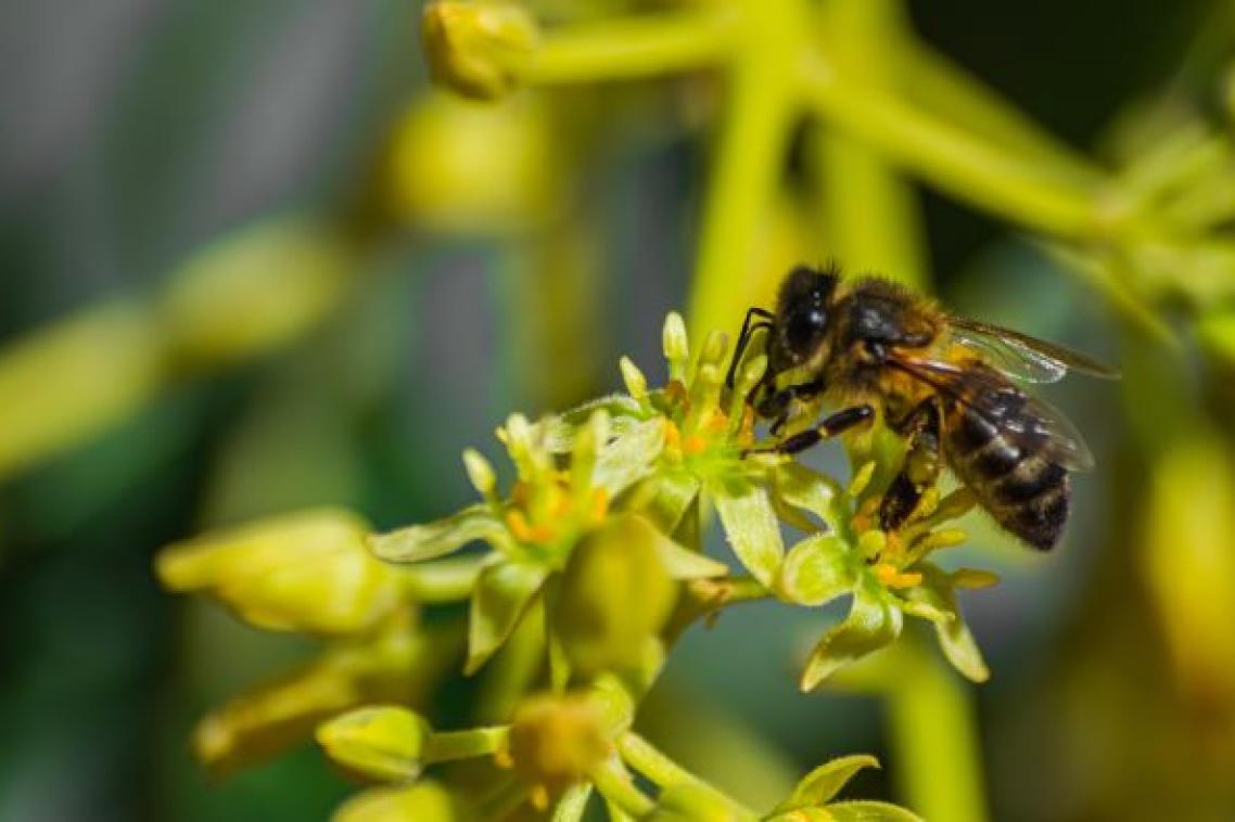 a close-up of a bee on a cluster of small, yellow flowers