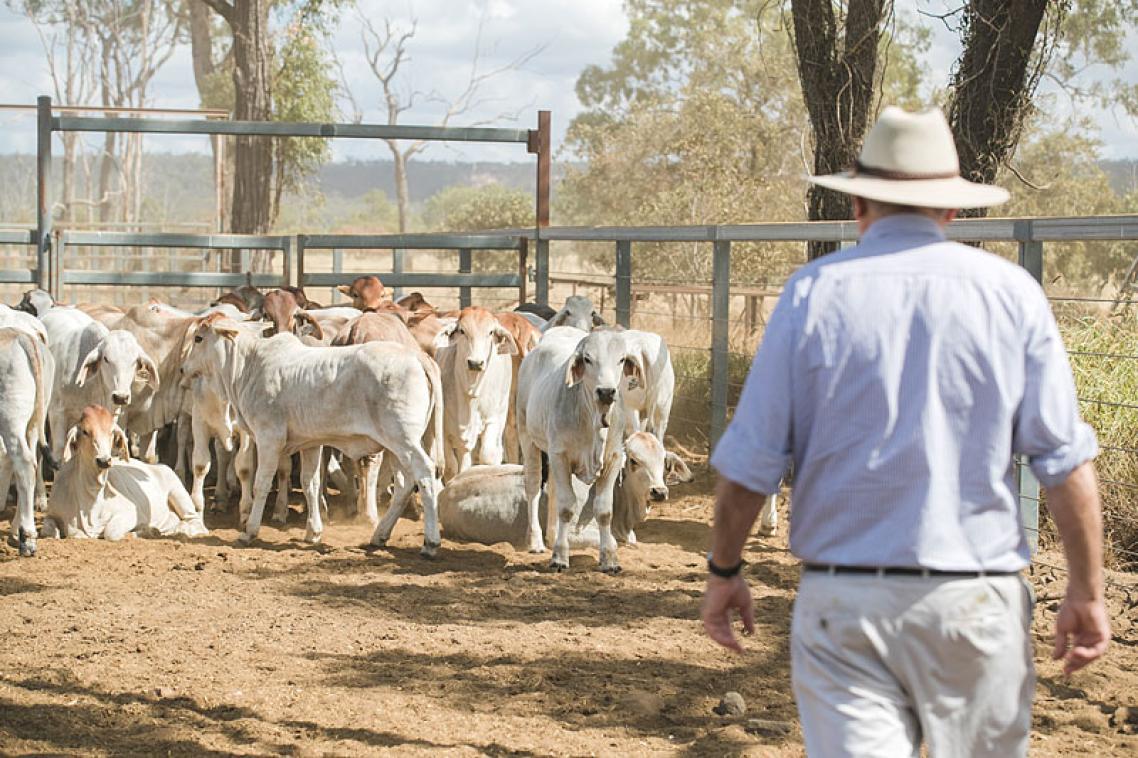 Cattle yards outside of Rockhampton, Central Queensland. (Photo supplied QAAFI).