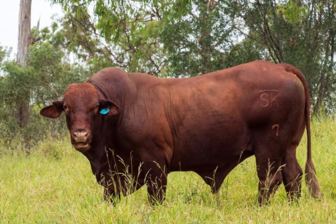 A large reddish bull stands in a grass paddock with bushland in the background.