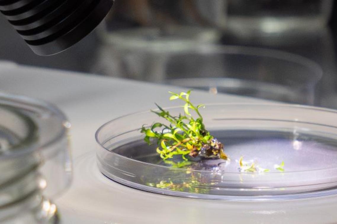 a small tuft of leaves sits in a round glass plate under bright lights