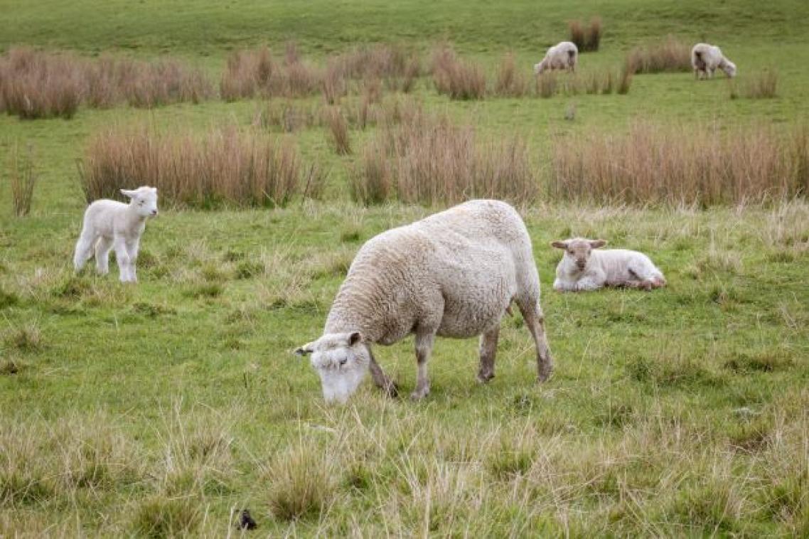 Sheep grazing in a paddock.