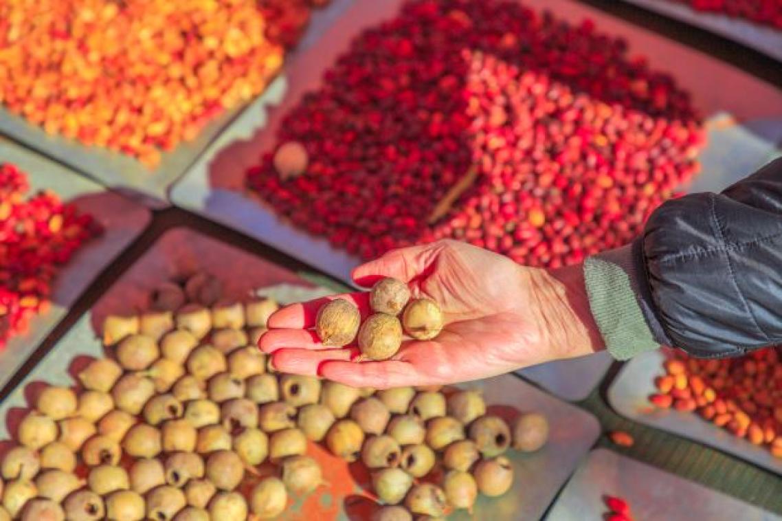 A tray filled with different coloured seeds and grains; a hand scooping a pile of round seed pods