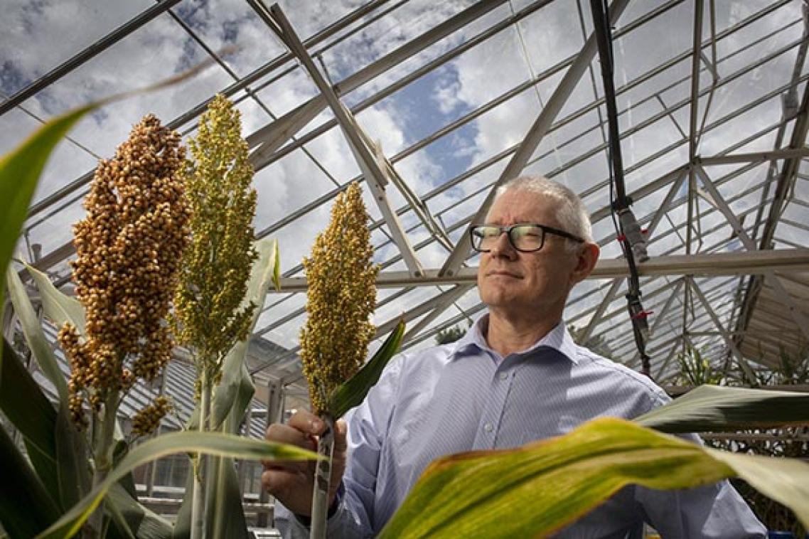 Professor Matthew Morell, Director, QAAFI at University of Queensland – with sorghum in glasshouse.