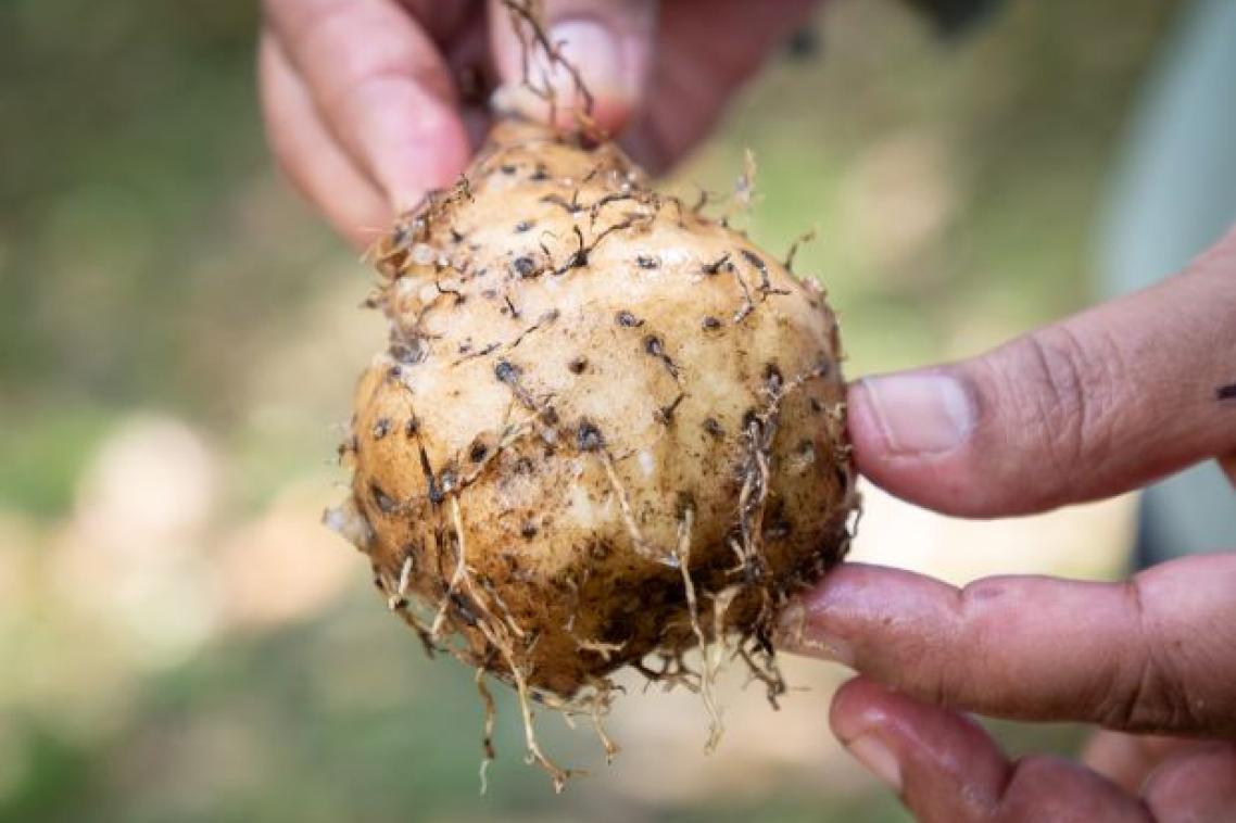 a close up of fingers holding an onion-shaped brown ball with roots growing from it