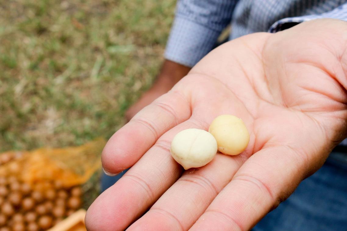 Macadamias are Australia’s second-biggest nut export, predicted to be worth $350 million by 2025.