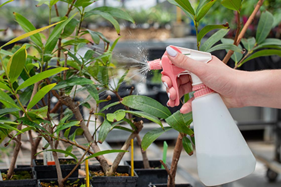 A bottle of solution sprayed onto a bush of green leaves