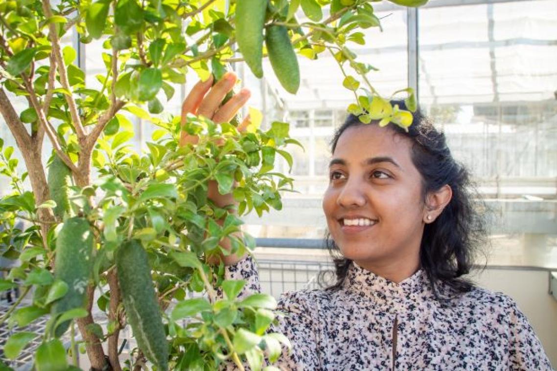 A woman looks up at and holds a long green fruit on a tree which contains a number of the fruits