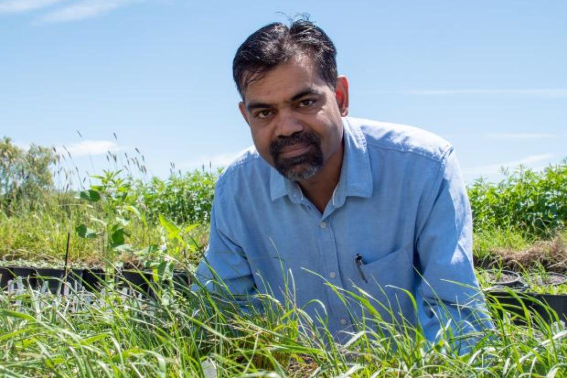 A man in a blue shirt with a beard stands behind trays of grass-like plants