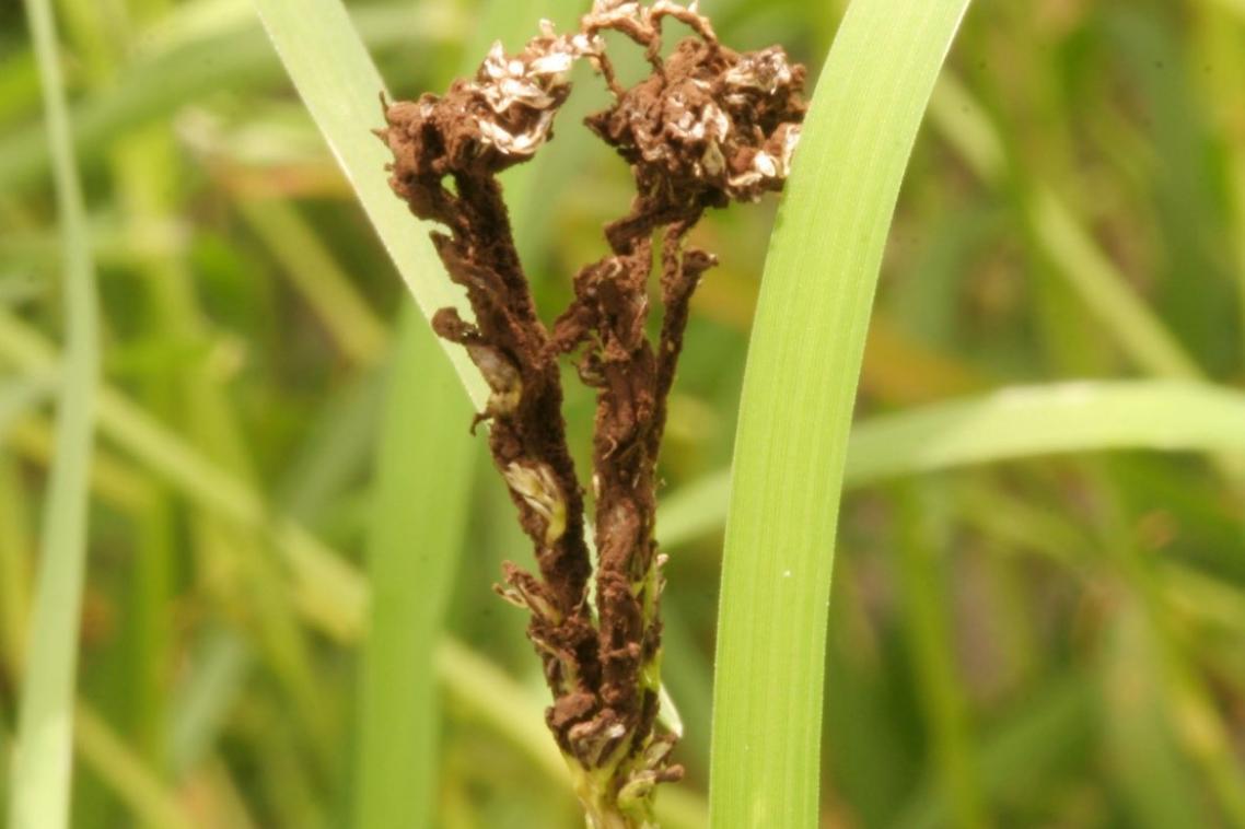 Couch smut (Ustilago cynoditis: Leif Forsberg, Queensland Department of Agriculture and Fisheries