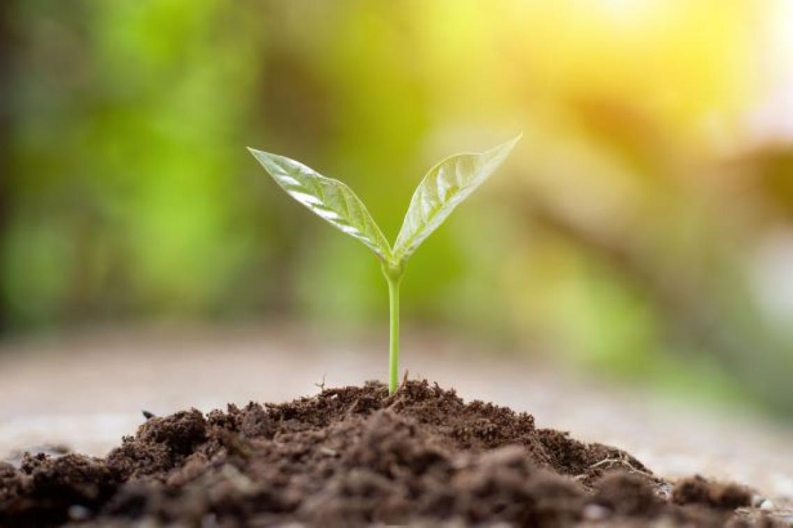 a small plant with two leaves sprouts from a pile of brown soil