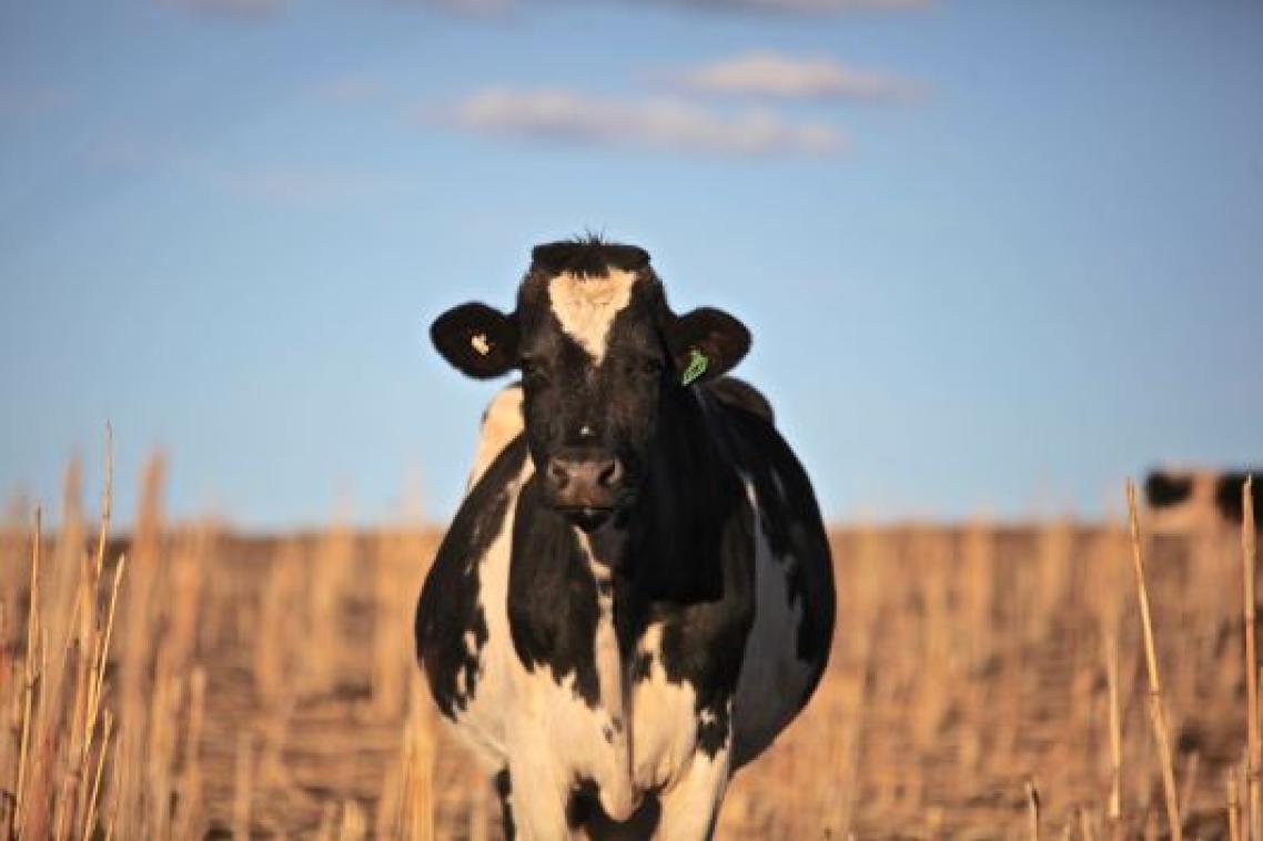 A black and white cow stands in a sorghum field, looking straight at the camera.