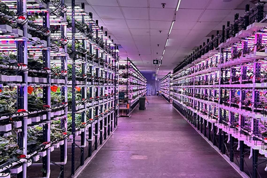 shelves of plants in a room with purple lights