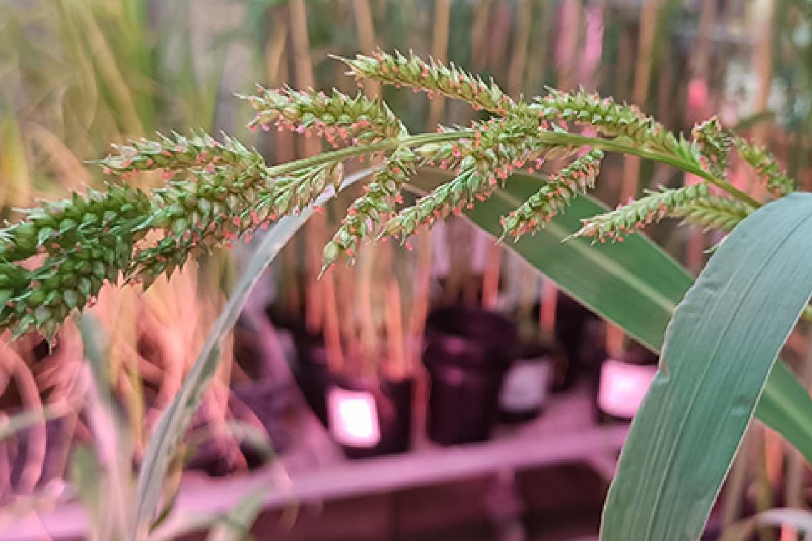 a spray of seed pods in front of pots of grassy plants