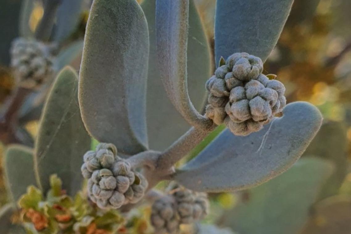 male jojoba plant