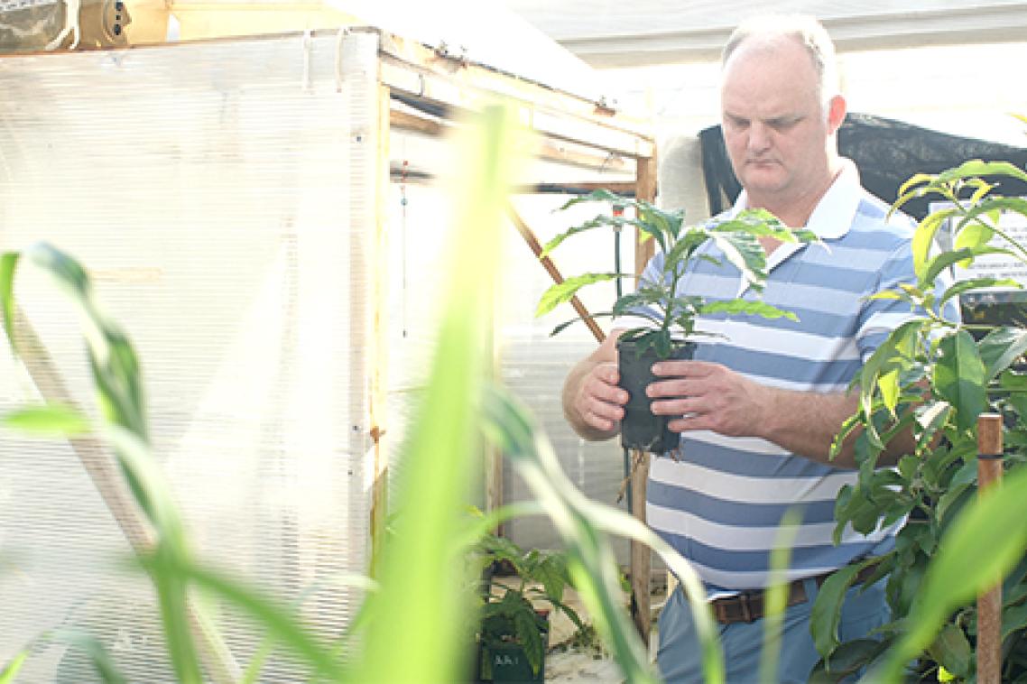 Dr Chris O'Brien holding an avocado plant in pot.
