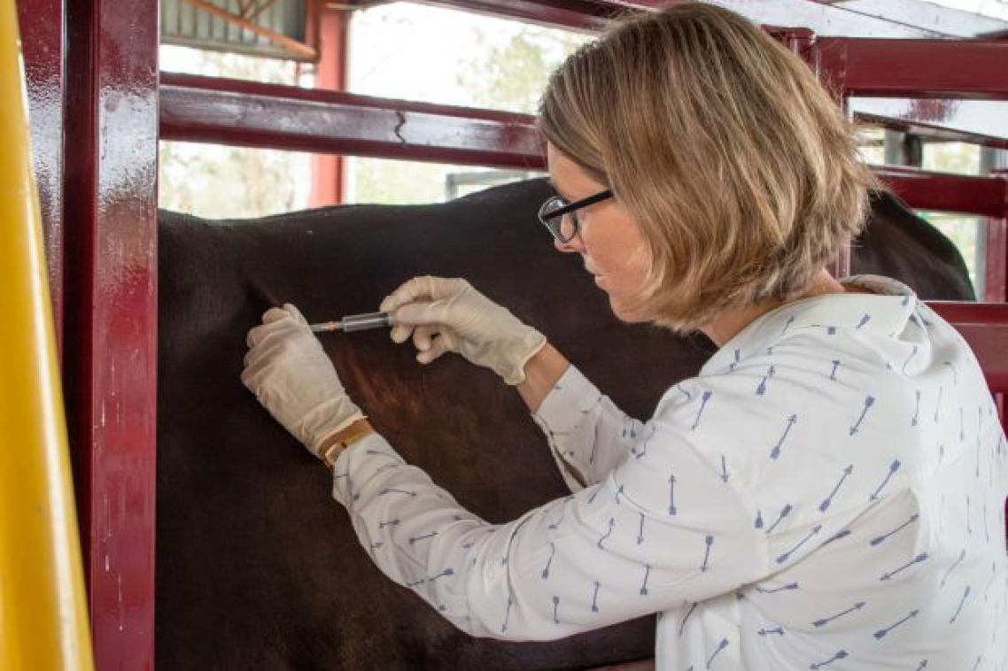 A woman administering a vaccine to a cow