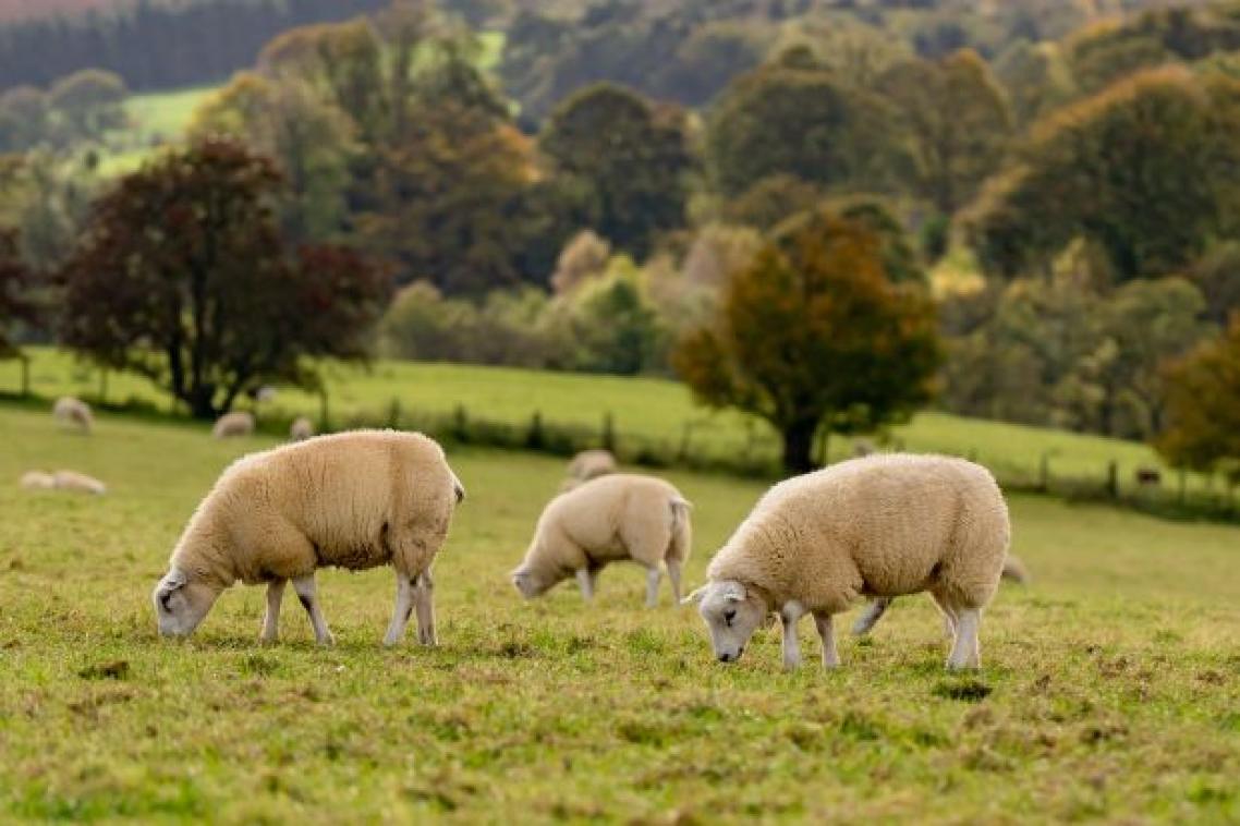 A flock of sheep grazing in a paddock