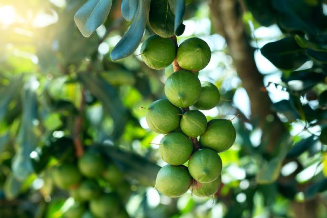 a cluster of green macadamias on a tree