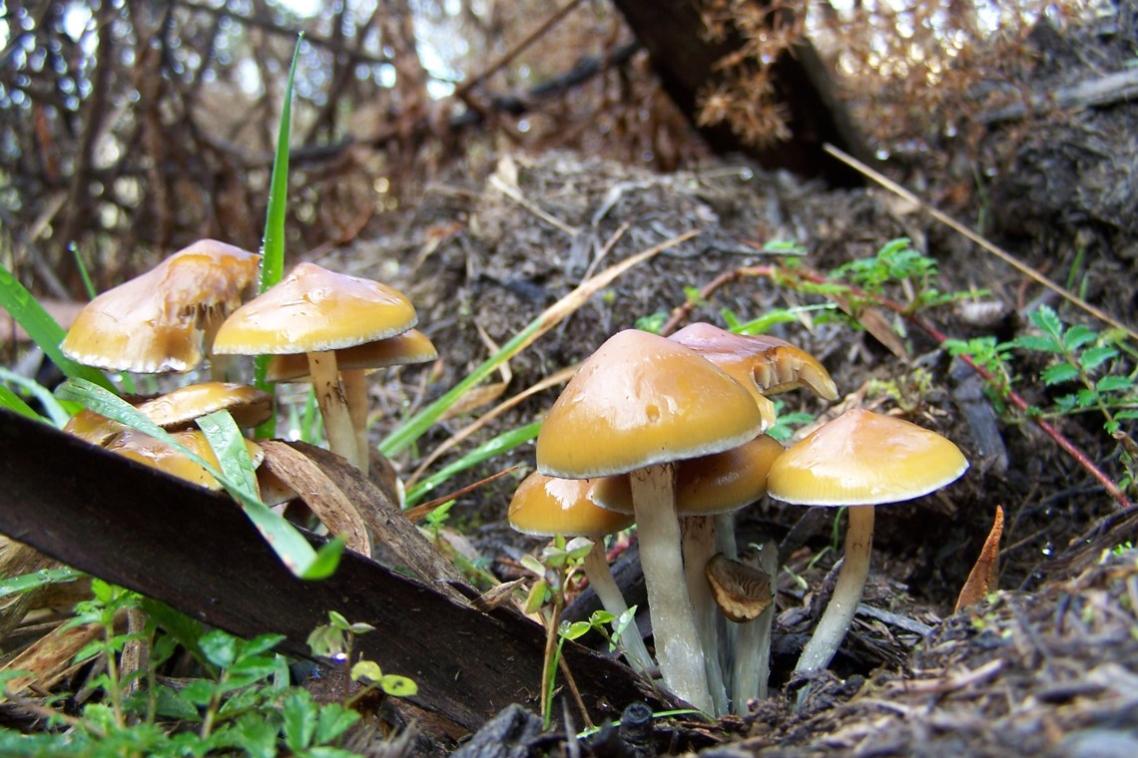 Mushrooms photographed in Tasmania.