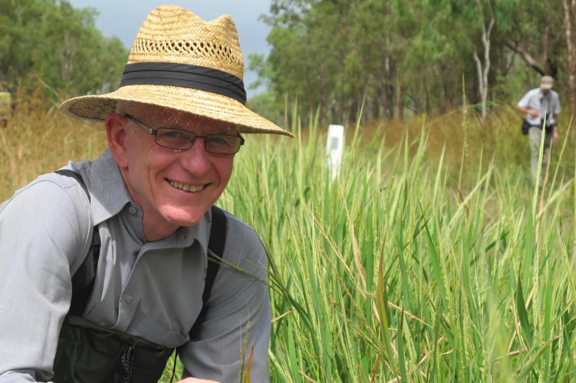 Professor Robert Henry ... Australian wild rice "tastes good and we believe it may have more beneficial health qualities than other rice species”. 