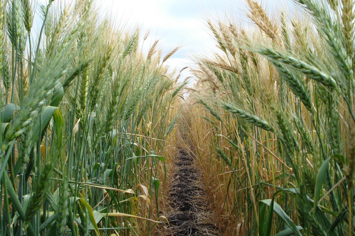 Two of the study plots
